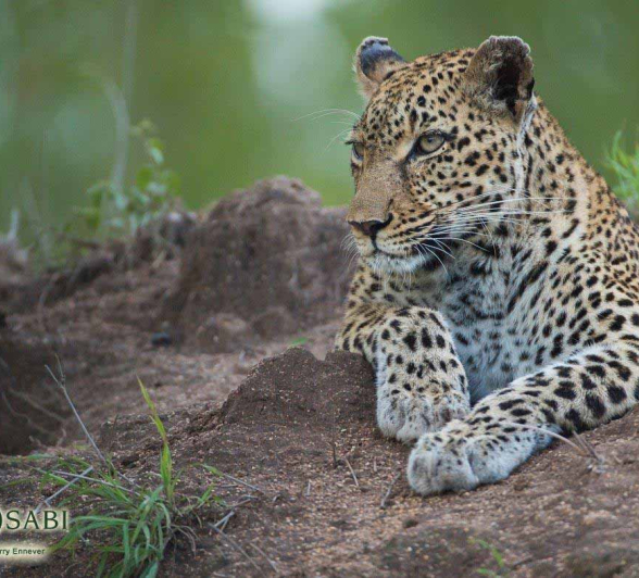 35Terry Ennever LBC 22218 Final