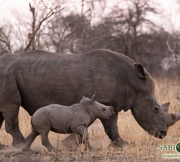 08Frederik Aucamp White Rhino 19 09 2018 1 Final
