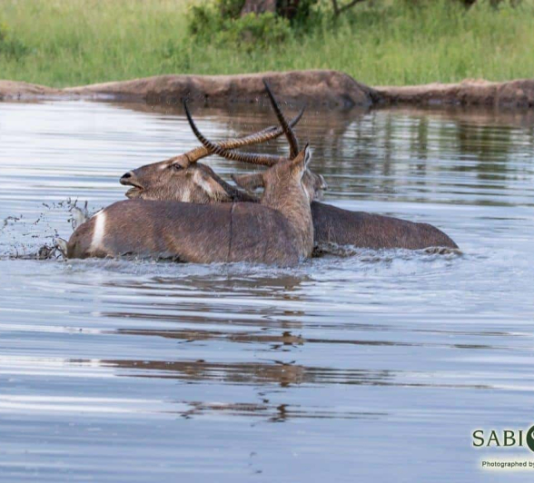 35Kevin Van Der Linde Waterbuck 24022019 Final 35Kevin Van Der Linde Waterbuck 24022019 Final