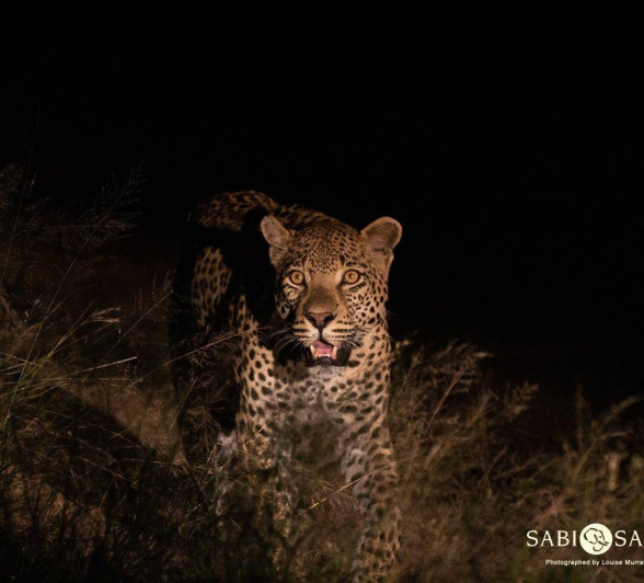 05Louise Murray WD 09042019 Final