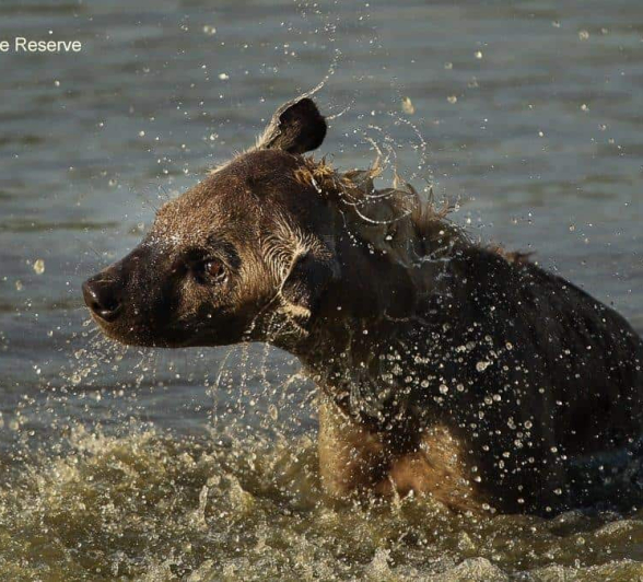 22Amy Roberts Hyena 2 030220 Final 22Amy Roberts Hyena 2 030220 Final