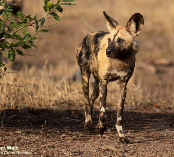 15Tyron Van Der Walt Wild Dogs 040820 2 Final 15Tyron Van Der Walt Wild Dogs 040820 2 Final