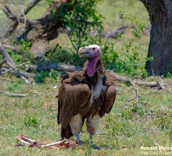 19ronald Mutero Vultures 071120 19 Final 19ronald Mutero Vultures 071120 19 Final
