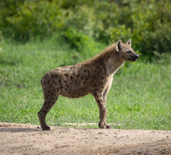 51 Louise Murray Hyena 27122020 51 Louise Murray Hyena 27122020