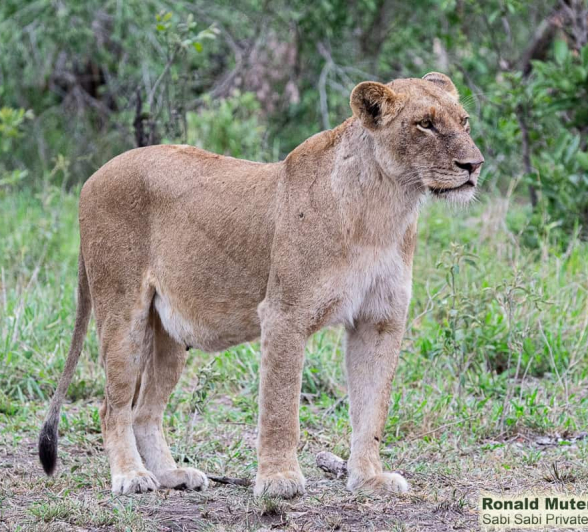 04ronald Mutero Sp And Cubs 27112020  30 Final