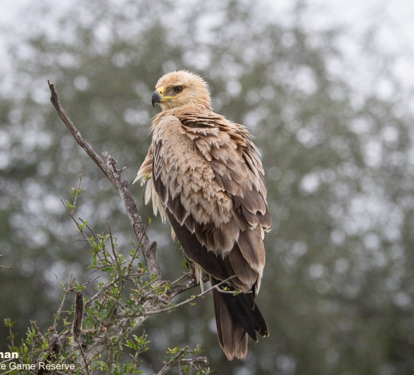 04Greg Heasman Tawny Eagle 22022021 Final 04Greg Heasman Tawny Eagle 22022021 Final