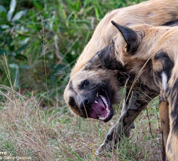 17ronald Mutero Wild Dogs 22042021 8 Final 17ronald Mutero Wild Dogs 22042021 8 Final