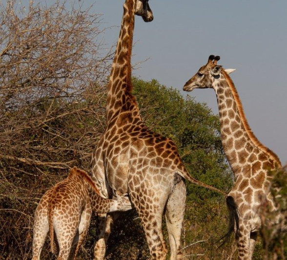 07Amy Leigh GIraffe 2 180721 Final