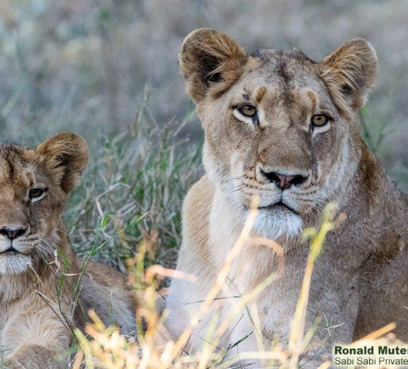 A04Ronald Mutero Sp Female And Cubs 30062021 11 Final A04Ronald Mutero Sp Female And Cubs 30062021 11 Final