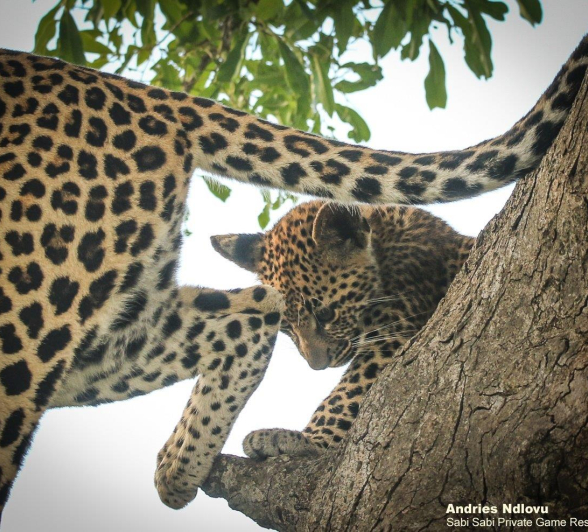 17andries Leopard.cub 13 Final 17andries Leopard.cub 13 Final
