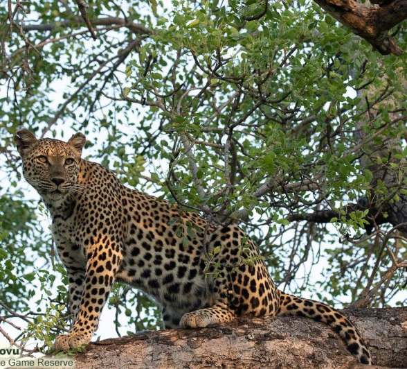 A25andries Leopard.ntsumi 221221 2 Final A25andries Leopard.ntsumi 221221 2 Final