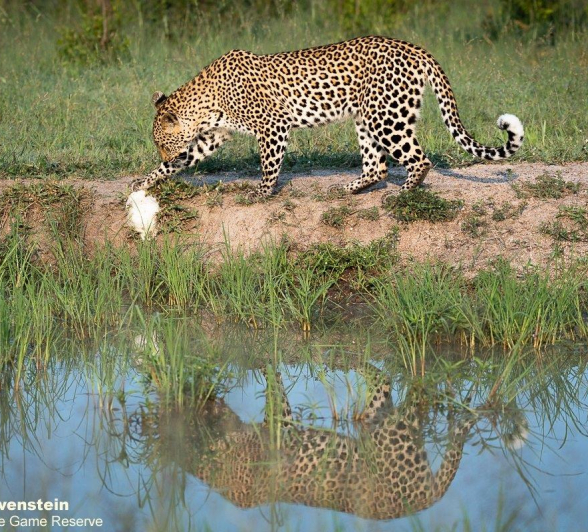 A34Daniel Greyvenstein Golonyi 040123 1 Final