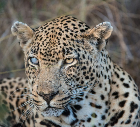 Sand River Leopard Stare Sand River Leopard Stare
