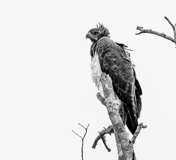 Mike Palmer Martial BW