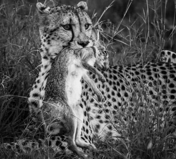 Fransois Rosslee Cheetah7 1 Of 1 Resized Fransois Rosslee Cheetah7 1 Of 1 Resized