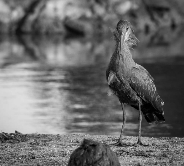 10Franscois Rosslee Hammerkop M 1 10Franscois Rosslee Hammerkop M 1