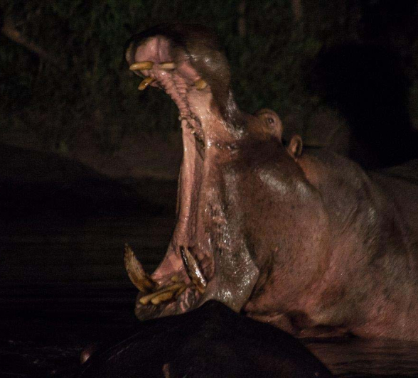 07Tayla McCurdy Hippo Fight 20 April 16 3 07Tayla McCurdy Hippo Fight 20 April 16 3