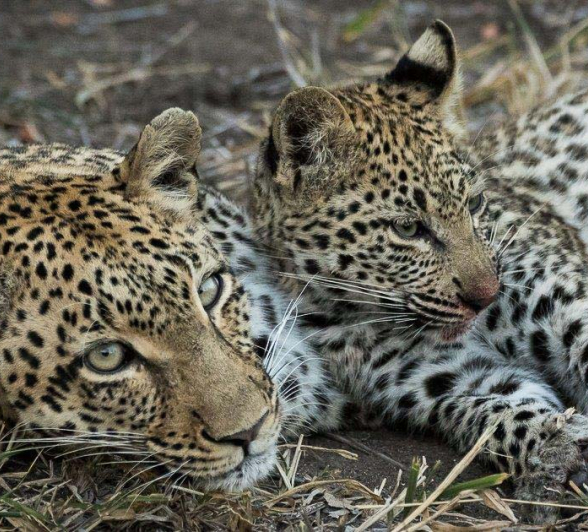 17Sheldon Hooper LBC Cub Impala Kill 7 17Sheldon Hooper LBC Cub Impala Kill 7