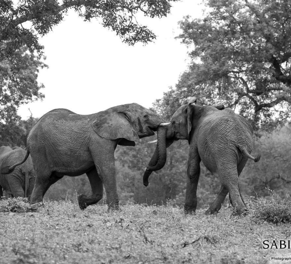 18Kyle Elephants Climb 15 Dec 3 Final 18Kyle Elephants Climb 15 Dec 3 Final