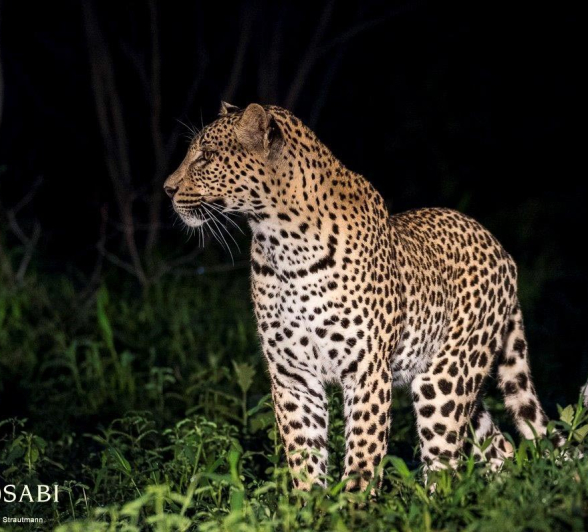 19Kyle 09 Jan WD Cub 4 Final 19Kyle 09 Jan WD Cub 4 Final