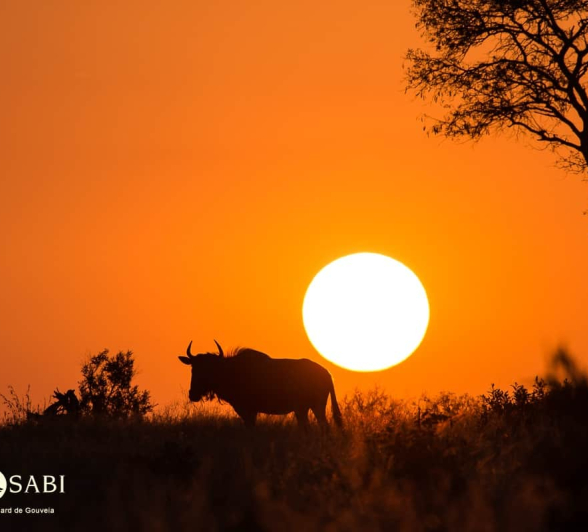 03Richard De Gouveia Wildebeest Sunset Final 03Richard De Gouveia Wildebeest Sunset Final