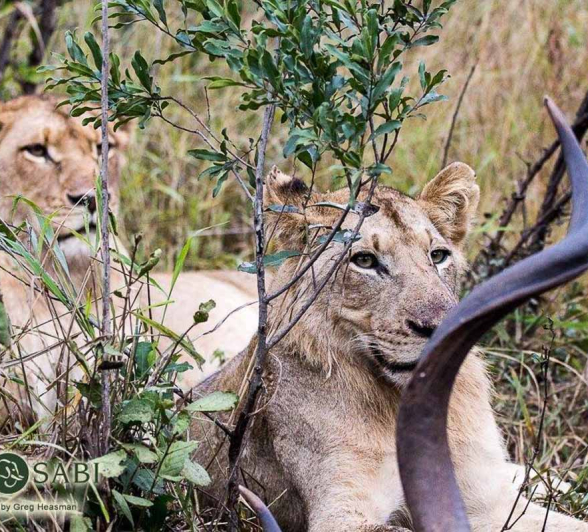 40Greg Heasman Sub Adult Male And Female Lions Southern Pride 21 05 18 1 Final 40Greg Heasman Sub Adult Male And Female Lions Southern Pride 21 05 18 1 Final