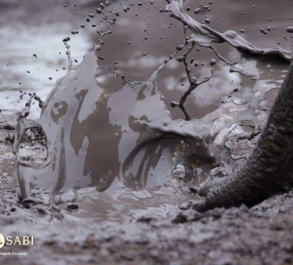 15Frederik Aucamp Elephant Fun In The Mud Final 15Frederik Aucamp Elephant Fun In The Mud Final