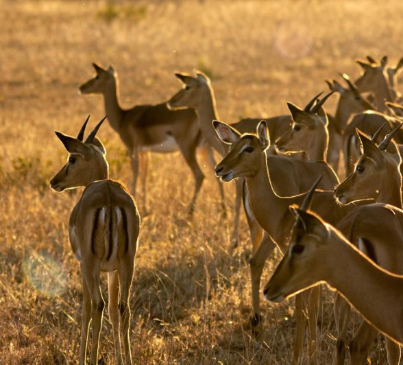 12Kerry Lee Roberg Impala Dusk Final 12Kerry Lee Roberg Impala Dusk Final