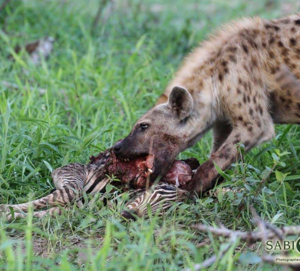 13Gregory Heasman Hyena 16012019 Final 13Gregory Heasman Hyena 16012019 Final