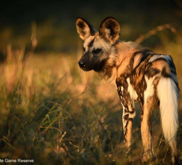 30Ally Ross 202000531 Wild Dog 02  Final