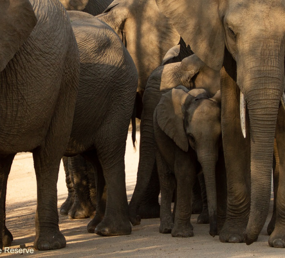 02Amy Roberts Elephant Herd 2 120820 Final 02Amy Roberts Elephant Herd 2 120820 Final