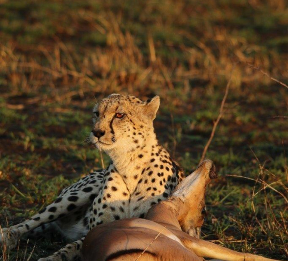 03Ally Ross 20210704 CHeetah Blog 02 Final 03Ally Ross 20210704 CHeetah Blog 02 Final