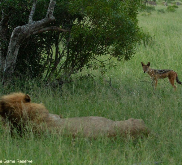 A15Amy Leigh Lion Nwas 220122 Final