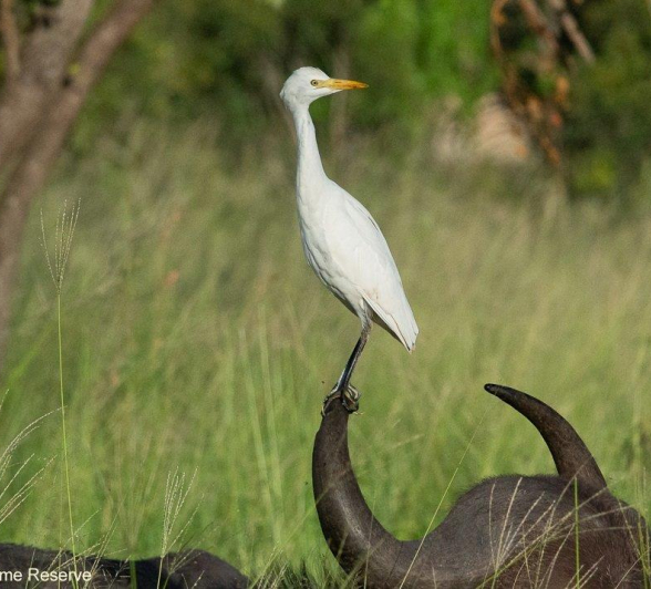 A18ronald Mutero Western Cattle Egret 24012022 Final