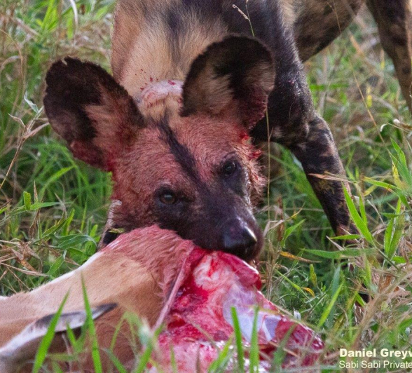 A21Daniel Greyvenstein Wild Dogs 150622 1 Final A21Daniel Greyvenstein Wild Dogs 150622 1 Final