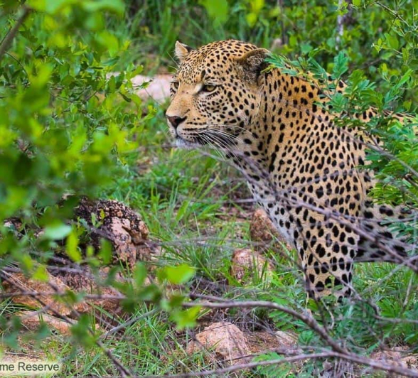 30andries Ndlovu Leopard White Dam 28.12.19 1 Final 30andries Ndlovu Leopard White Dam 28.12.19 1 Final