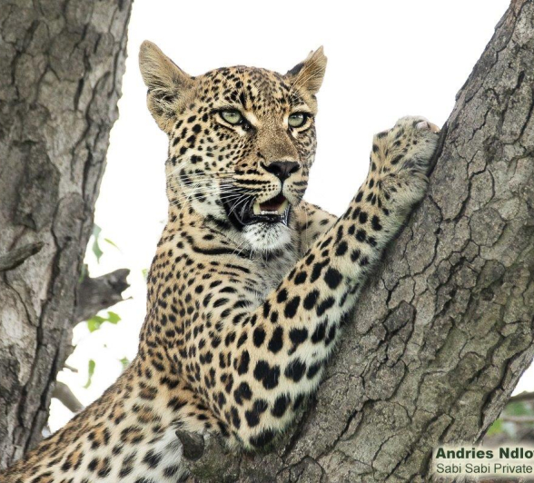 A32andries Leopard.ntsumicub 271221 6 Final A32andries Leopard.ntsumicub 271221 6 Final