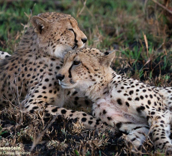 A20Daniel Greyvenstein Cheetah And Cub 031022 4 Final A20Daniel Greyvenstein Cheetah And Cub 031022 4 Final