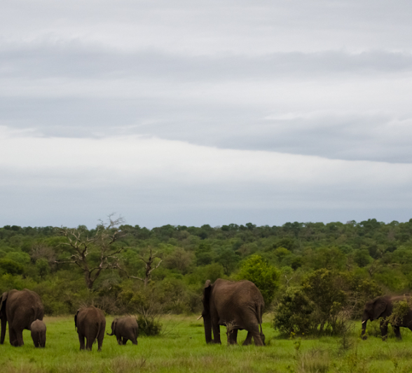 Luxury Safari 2 Luxury Safari 2