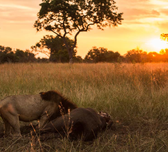 Terry Ennever Lionfeast Terry Ennever Lionfeast