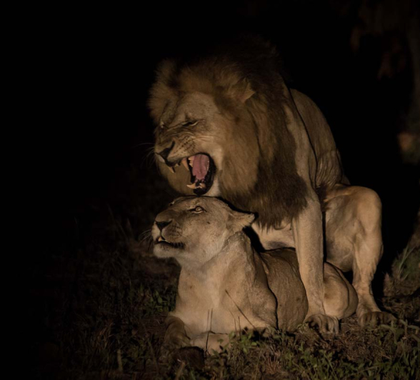 10Pravir Patel Lion01 150116 10Pravir Patel Lion01 150116