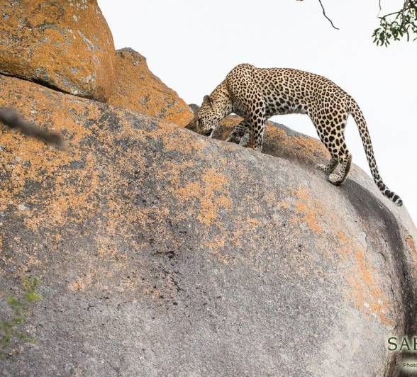 22Terry Ennever Kigelia 25317 2 Final 22Terry Ennever Kigelia 25317 2 Final