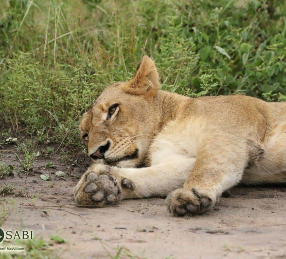 18Steff McWilliam Southern Pride 6 04 19 2 Final 18Steff McWilliam Southern Pride 6 04 19 2 Final