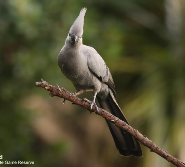 02Marco Vietti Grey Go Away Bird 010420 Final