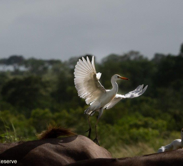A19ronald Mutero Western Cattle Egret 24012022 2 Final
