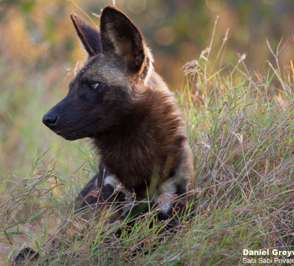 B10Daniel Greyvenstein Wild Dogs 200603 3 Final B10Daniel Greyvenstein Wild Dogs 200603 3 Final