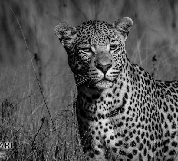 25Kevan Dobbie W Dam Cub 0308.1 Final