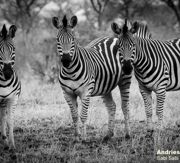 05andries Zebra.mono 160820 7 Final 05andries Zebra.mono 160820 7 Final