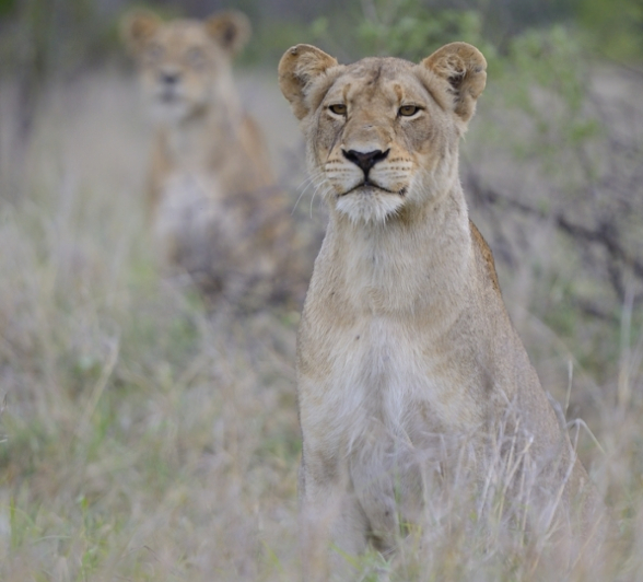 Southern Pride Females Southern Pride Females