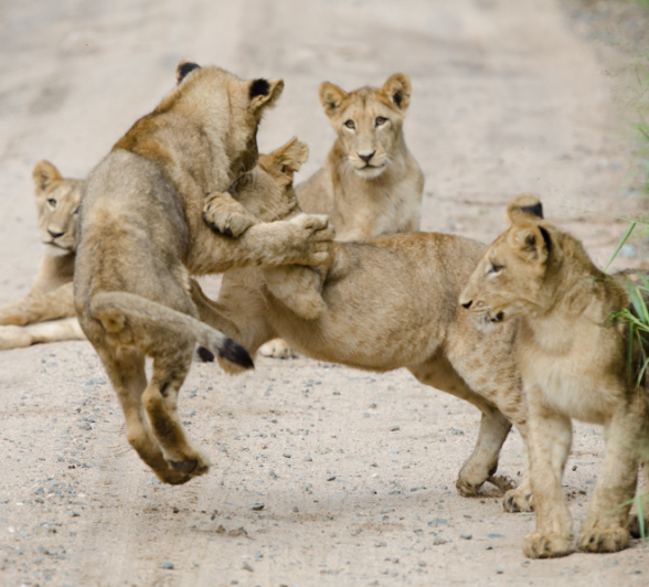 Lion Play 11 Lion Play 11